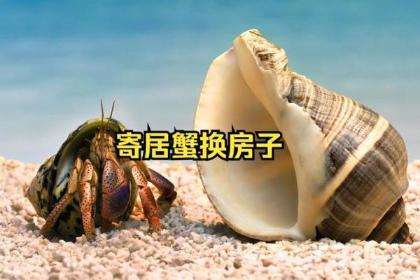 寄居蟹风水