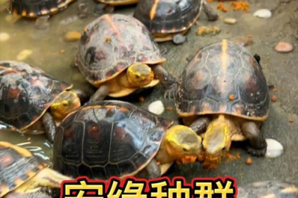 什么人不能养龟风水与属相禁忌化解