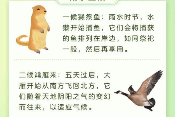 雨水的民俗活动 雨水的由来简介