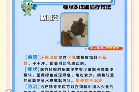 什么人不能养龟风水与属相禁忌化解
