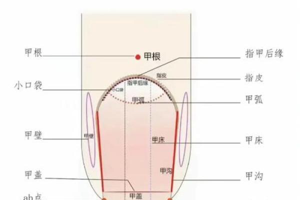 《手相学习百科》：指甲
