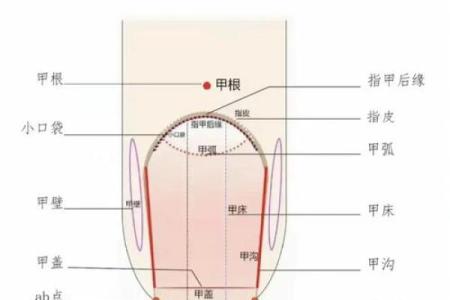 《手相学习百科》：指甲