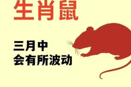 鼠的八字