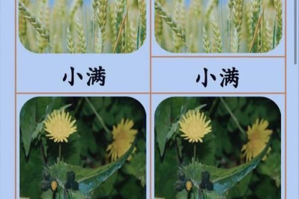 小满节气具体时间 小满节气有哪些民俗