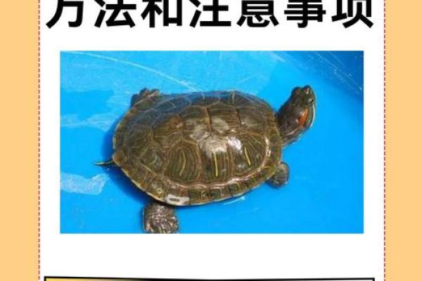 办公室养龟有什么风水说法讲究