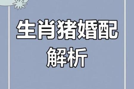 属相猪的性格特点及其与其他属相的配对