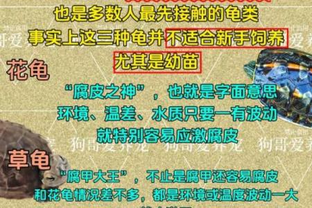 办公室养龟有什么风水说法讲究