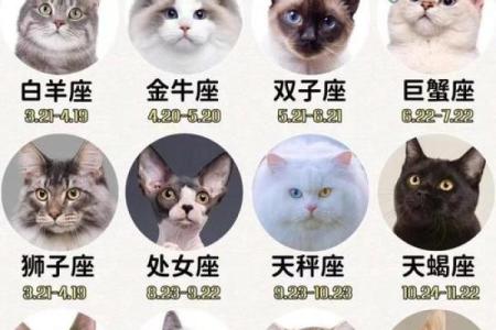 12星座萌萌哒在什么方面