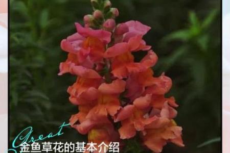 7月12日生日花语：金鱼草，7月12日是什么星座？