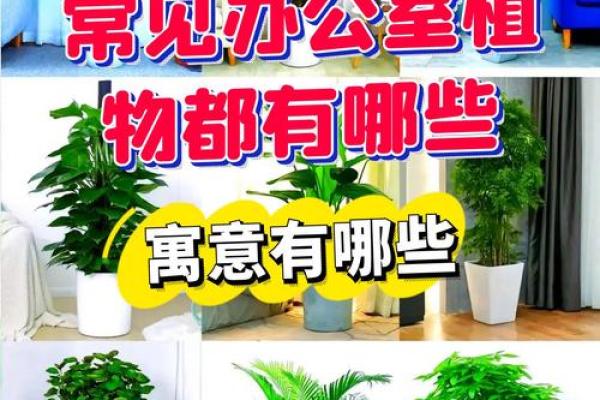 如何根据办公室的风水原则来摆放花卉
