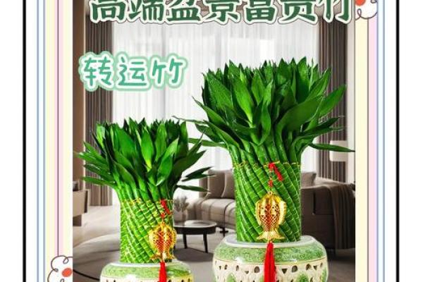 如何避免富贵竹风水禁忌影响财富进入