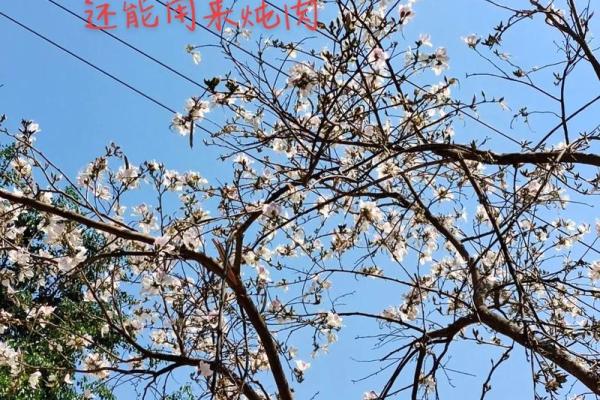 算命说的白花
