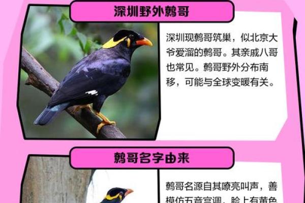 四哥指什么生肖动物和动物 四哥百科