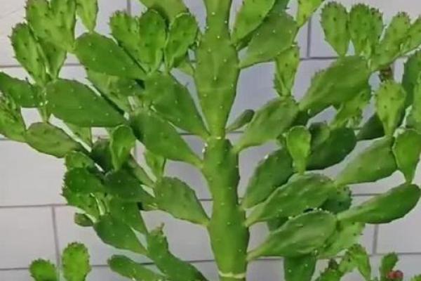 千手观音植物风水