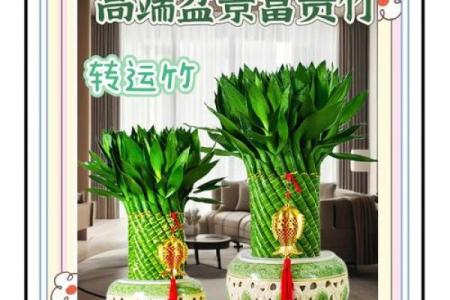 如何避免富贵竹风水禁忌影响财富进入