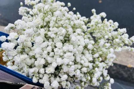 算命说的白花
