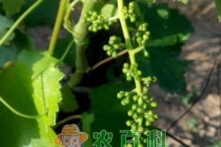 栎树百科：品种特征，栽培技巧与养护要点
