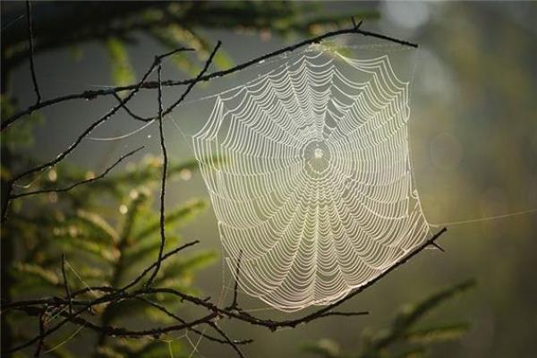 风水观点为什么总是梦见蜘蛛网呢