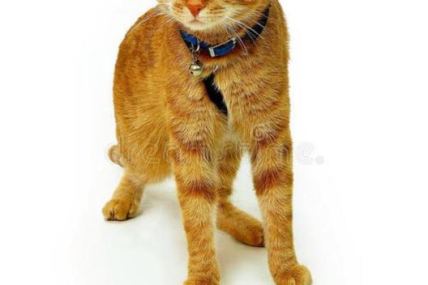 养黄猫的风水 家里养二只猫风水好不好
