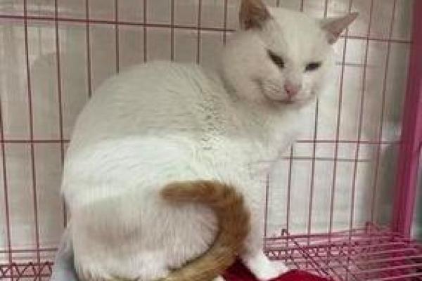 养黄猫的风水 家里养二只猫风水好不好