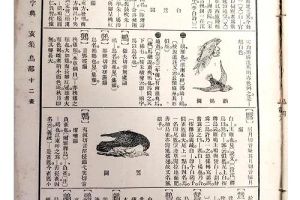 “精字典”：一本收录千万精彩含义的百科全书