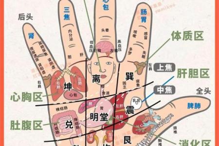 《手相学习百科》：掌脊纹