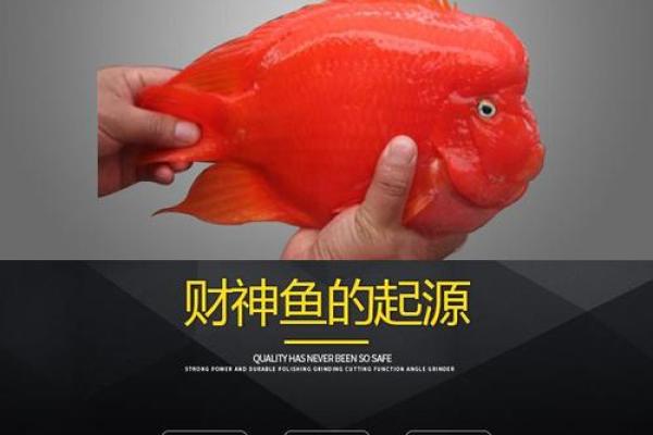 财神鱼有黄色的吗