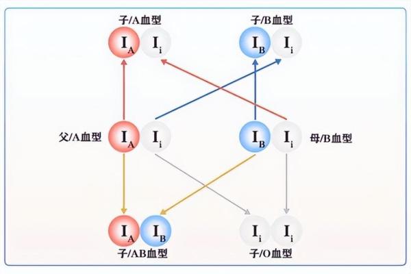 血型决定寿命长短？美国60万人研究发现：A型血60岁前或更易中风