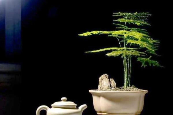 风水价值，为啥家里不能养文竹