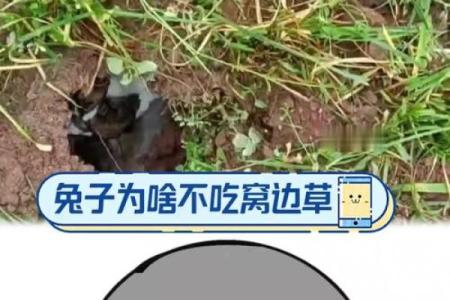 算命兔子在吃草,兔吃草是什么命