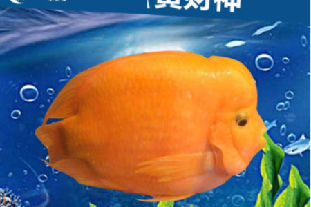 财神鱼有黄色的吗