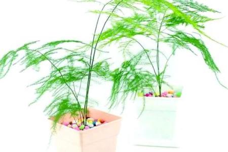 风水价值，为啥家里不能养文竹