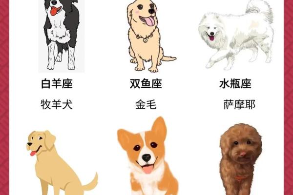 狗狗是否也有对应的星座呢