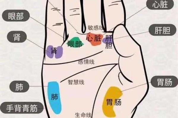 看手相算命：第三课 指头与掌型