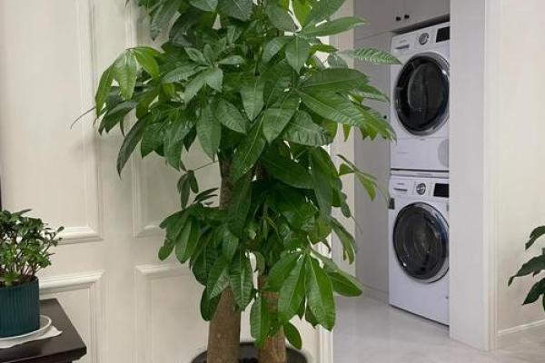 风水学用什么植物打扫房子