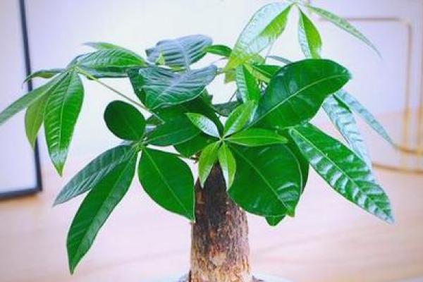 买了发财树，不要把方位摆错了