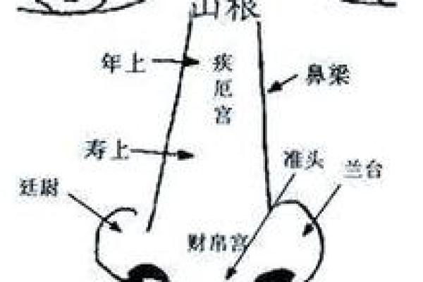 面相算命入门什么是三停 面相基础知识