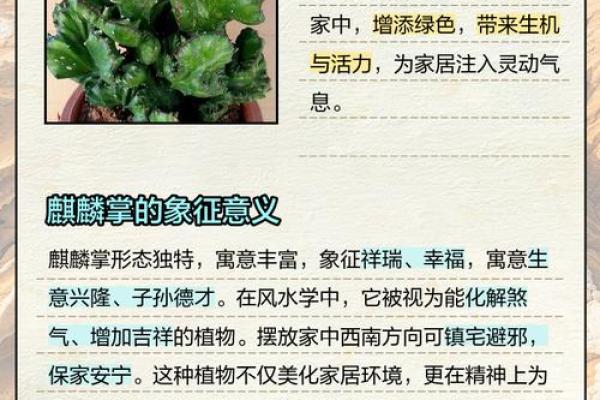 风水如何开运，用有灵性的植物