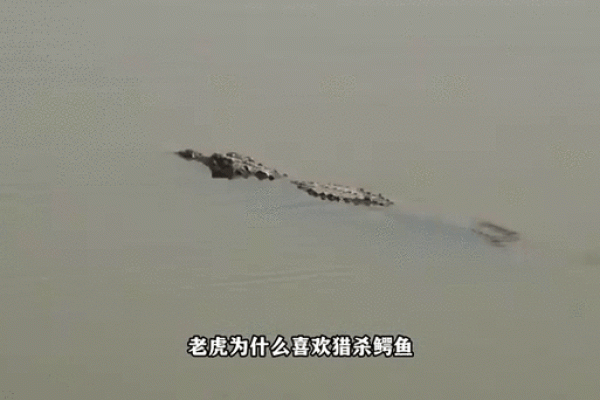 虎与最佳配鱼是什么  虎的最佳配对是什么
