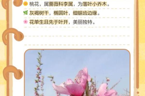廿四山的桃花方位,桃花方位怎么确定