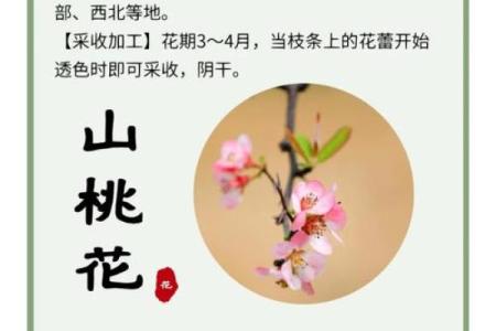 廿四山的桃花方位,桃花方位怎么确定