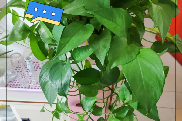 绿萝风水好吗