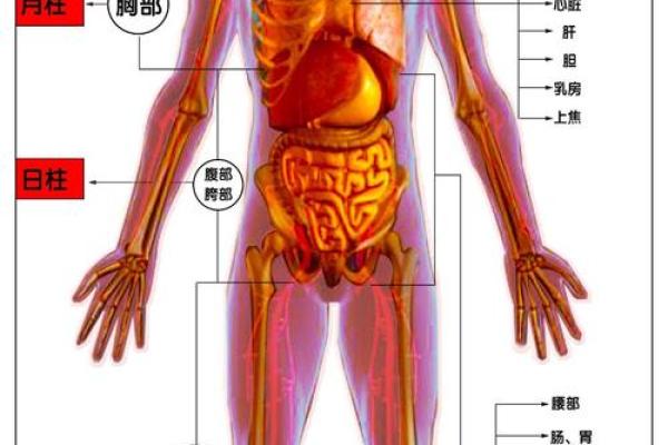 八字干支身体部位对照表