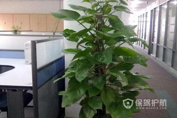 办公室花卉摆放风水 小小的一盆花也有讲究