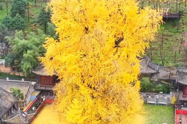 银杏树种在什么方位比较好