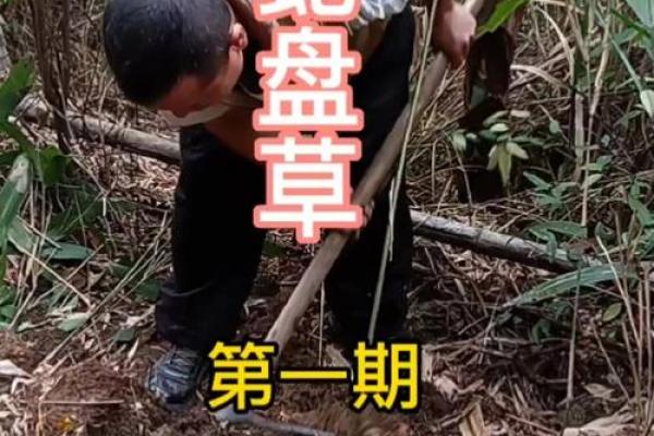 算卦蛇缠牛咬死不放  算命说蛇缠身