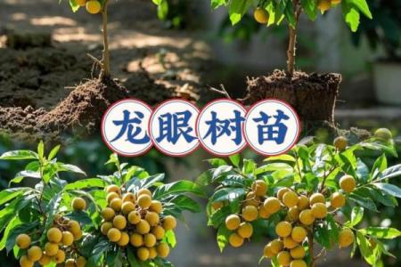 家里种龙眼树影响风水 家里种龙眼树影响风水嘛