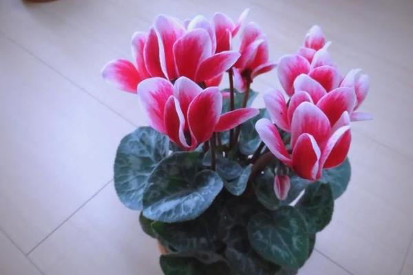 风水一年四季都不死的花都有哪些类型