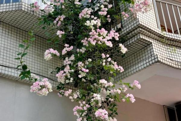 风水一年四季都不死的花都有哪些类型