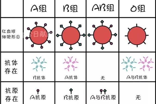 个人血型查询网 怎样查询个人血型
